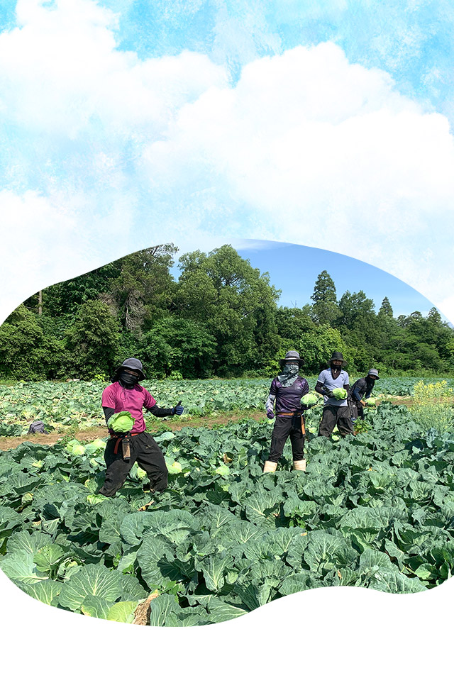 業務用キャベツの安定生産なら飯島農場に