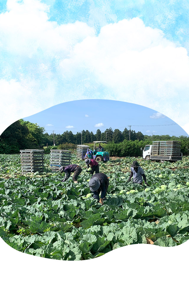 業務用キャベツの安定生産なら飯島農場に